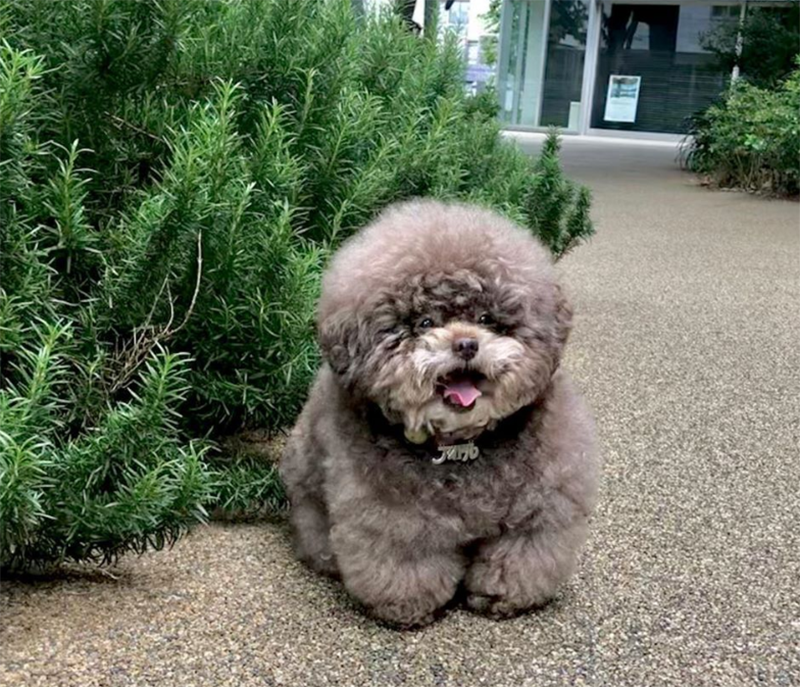 chó poodle béo phì