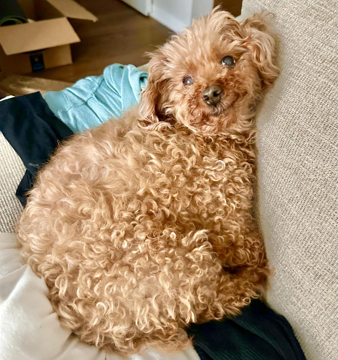 chó poodle béo phì