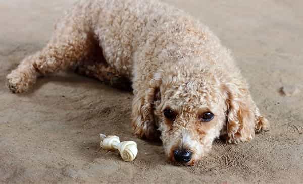 chó Poodle không chất lượng