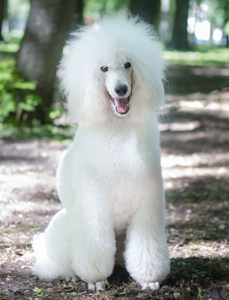 chó poodle bự