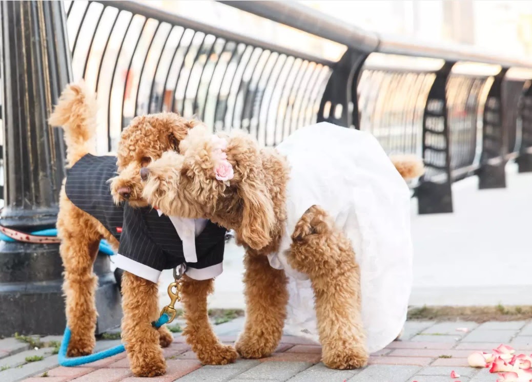 chó poodle cái bao nhiêu tháng phối được