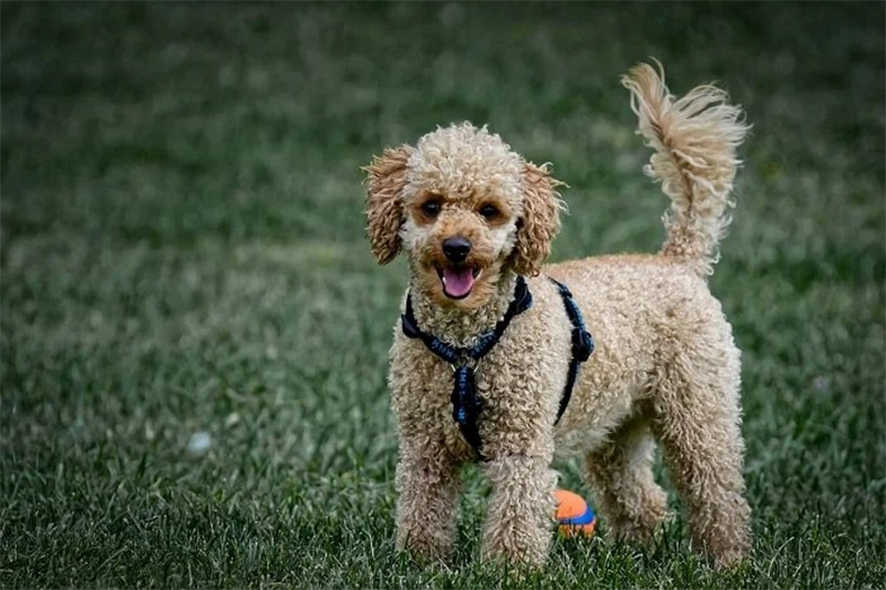 chó poodle có nên cắt đuôi không