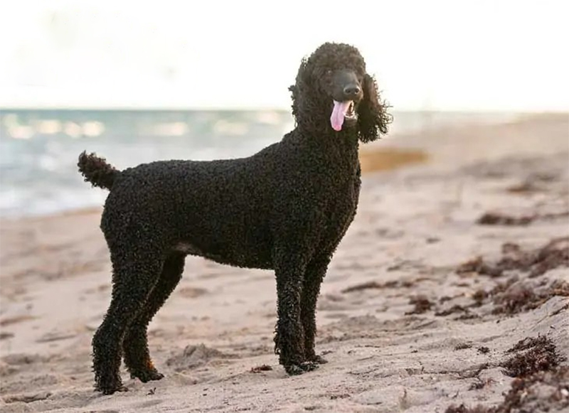 chó poodle có nên cắt đuôi không