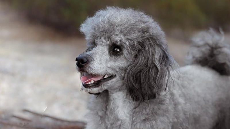 chó poodle có nên cắt đuôi không