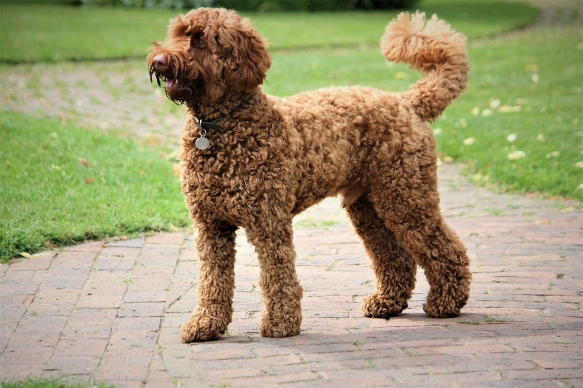 chó poodle có nên cắt đuôi không
