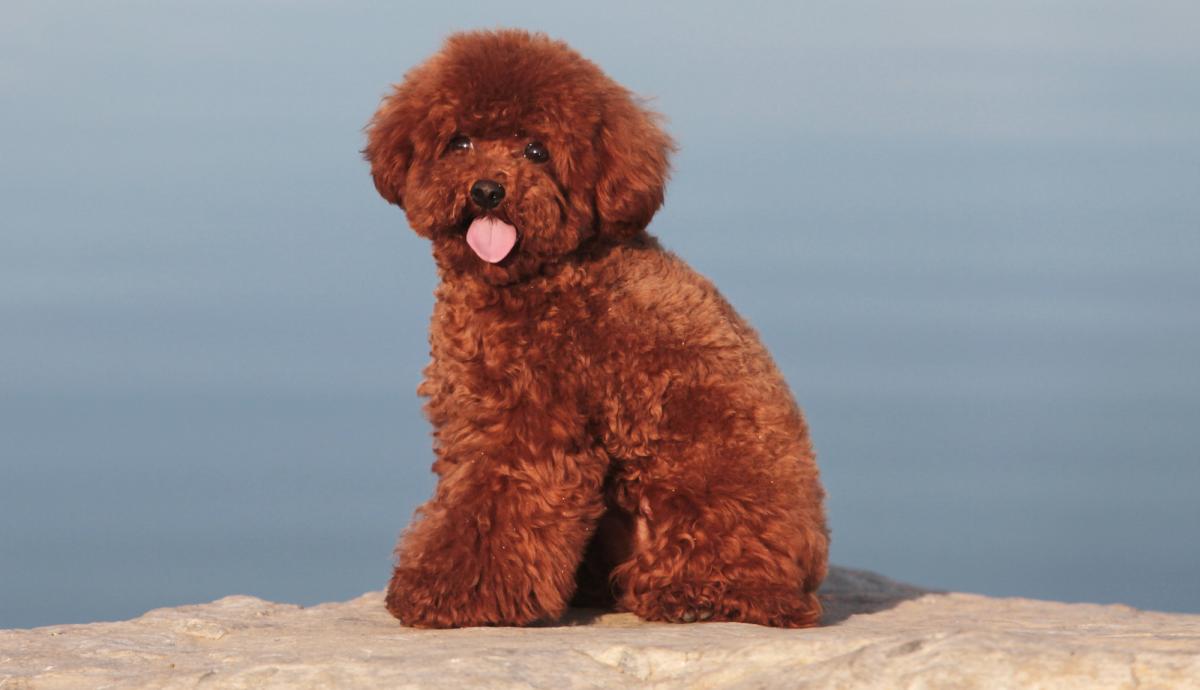 chó poodle có nên cắt đuôi không