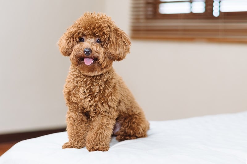 chó poodle có nên cắt đuôi không