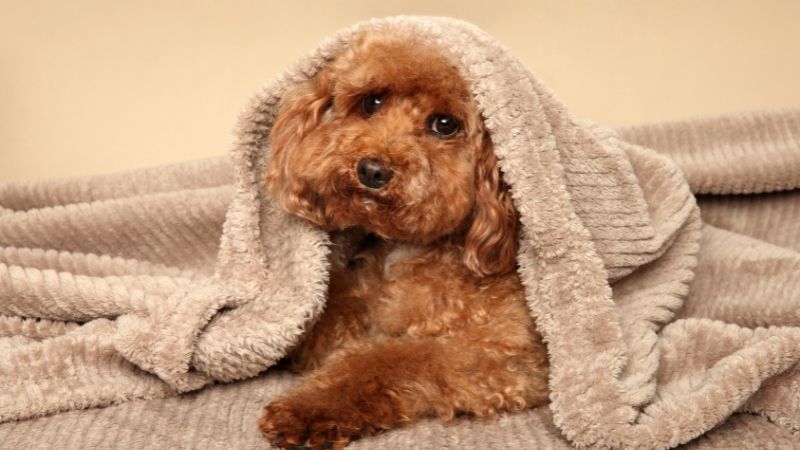 chó poodle có nên cắt đuôi không