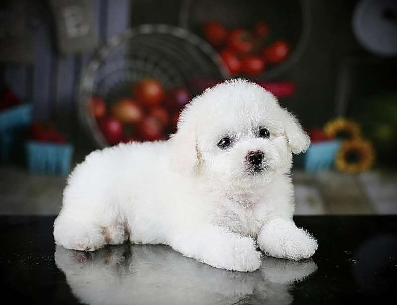 chó poodle cụt đuôi