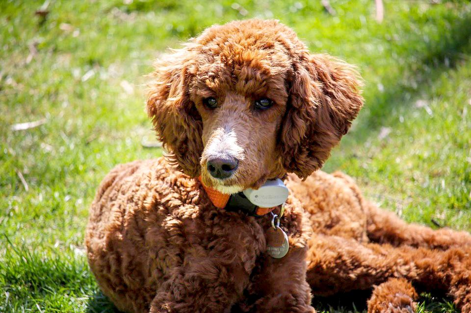chó poodle cụt đuôi
