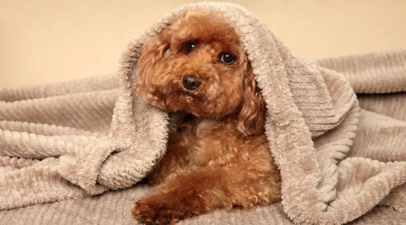 chó poodle cụt đuôi
