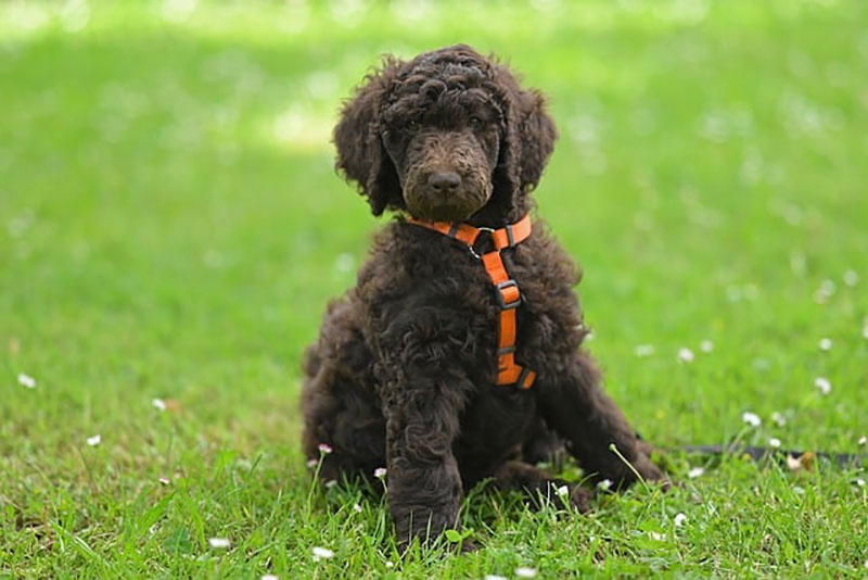 chó poodle đẹp nhất thế giới