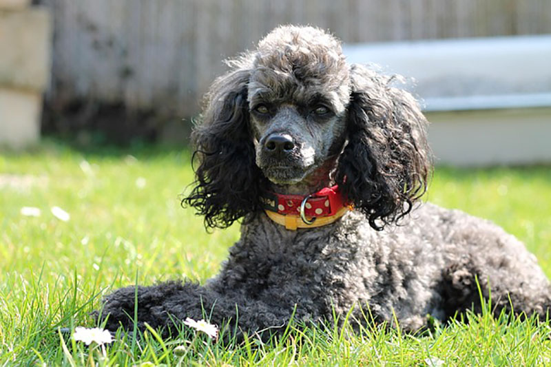 chó poodle đẹp nhất thế giới