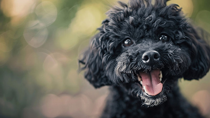 chó poodle đẹp nhất thế giới