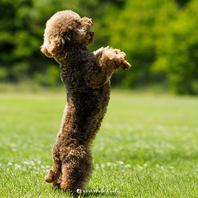 chó poodle đẹp nhất thế giới