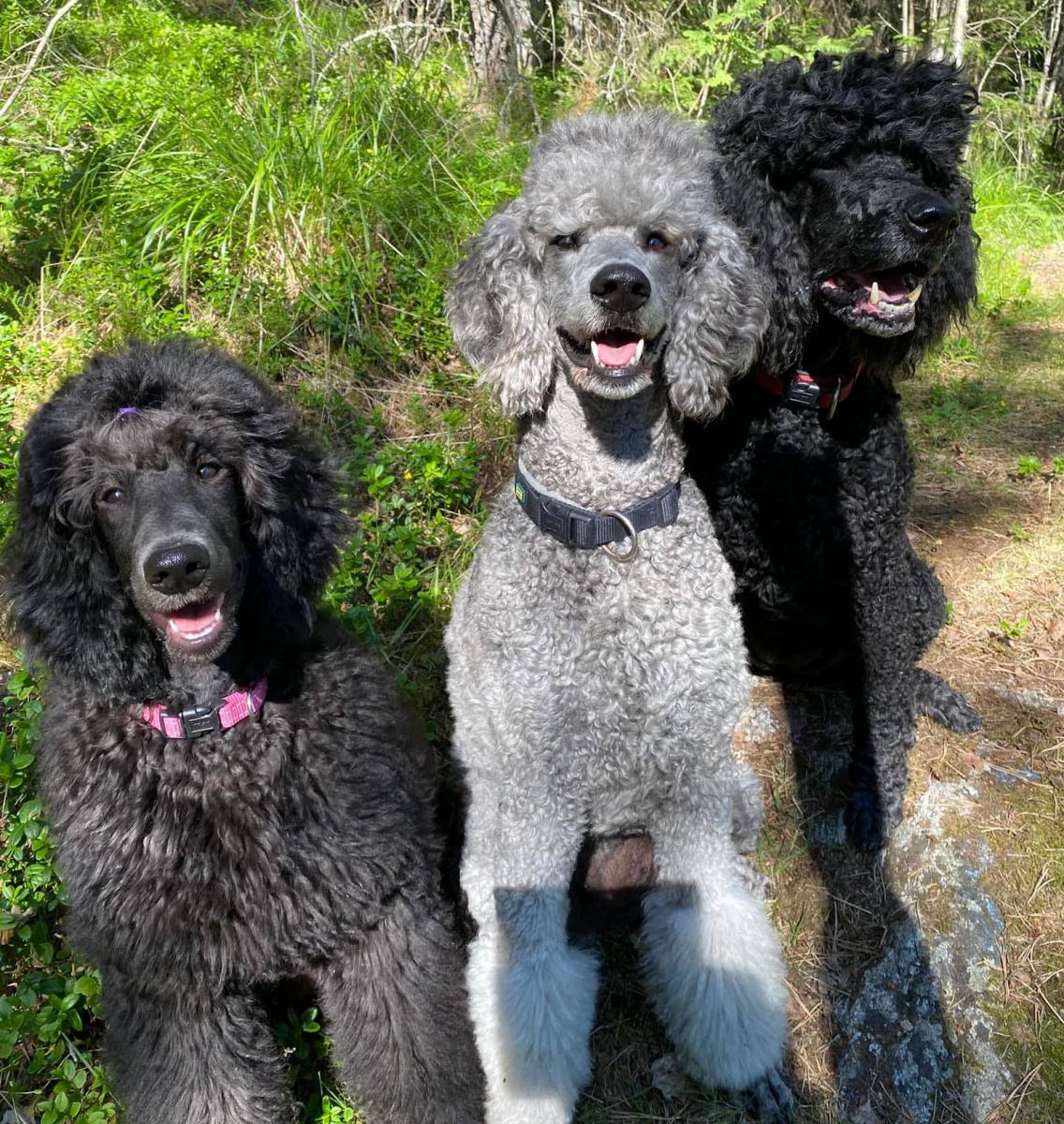 chó poodle đẹp nhất thế giới