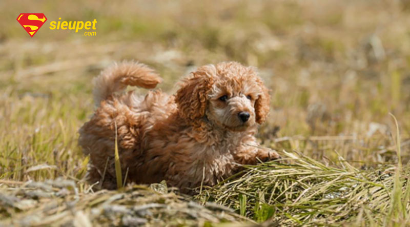 chó poodle đực bao nhiêu tháng phối được