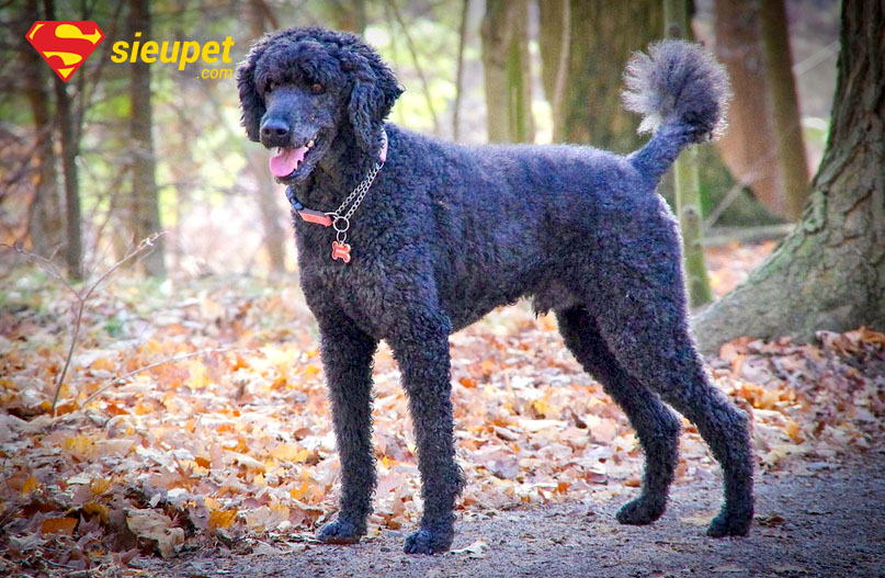 chó poodle đực bao nhiêu tháng phối được