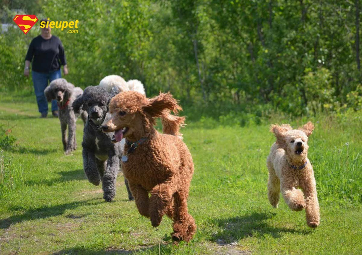 chó poodle đực bao nhiêu tháng phối được