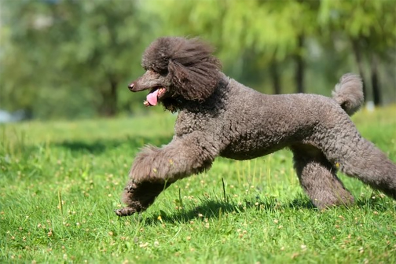 chó poodle giống to
