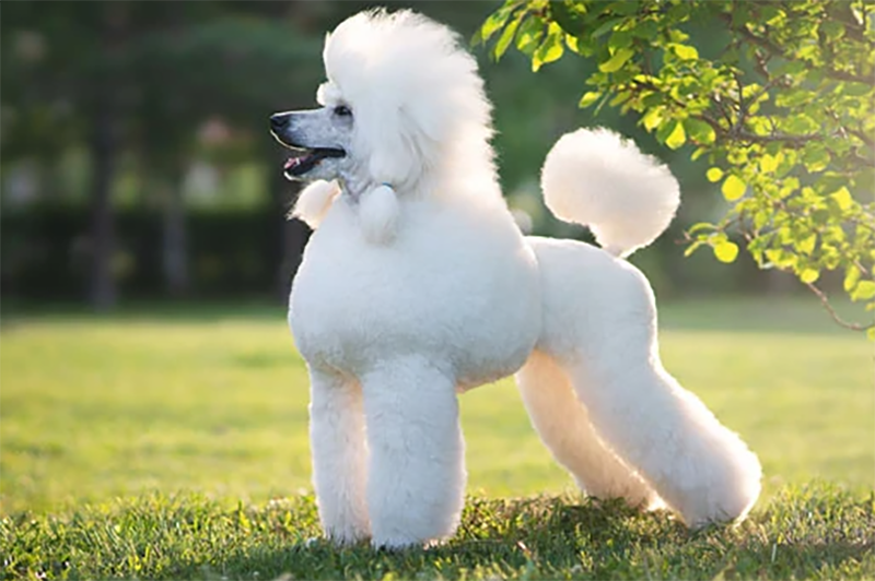 chó poodle khi lớn