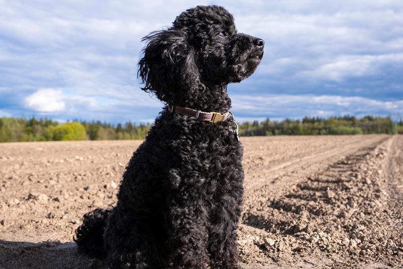 chó poodle khi lớn