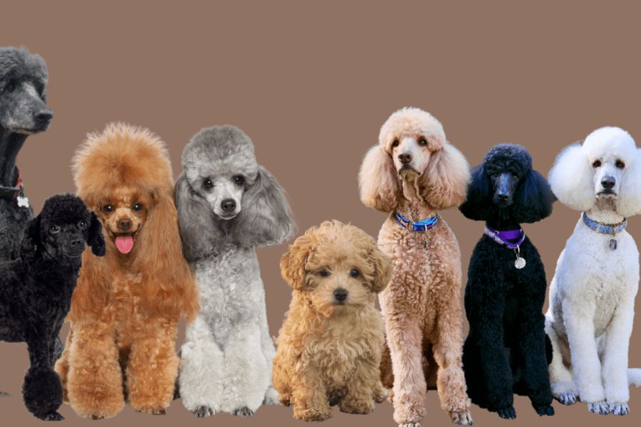 chó poodle khi lớn