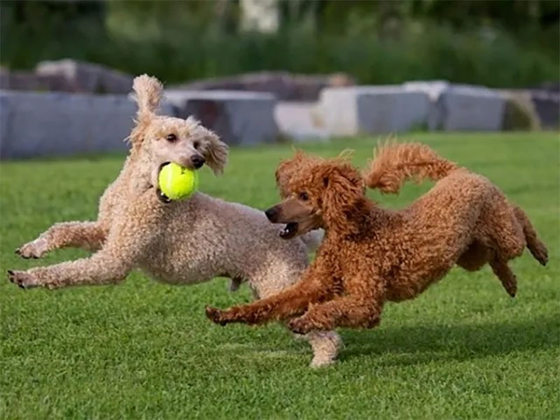 chó poodle khi lớn