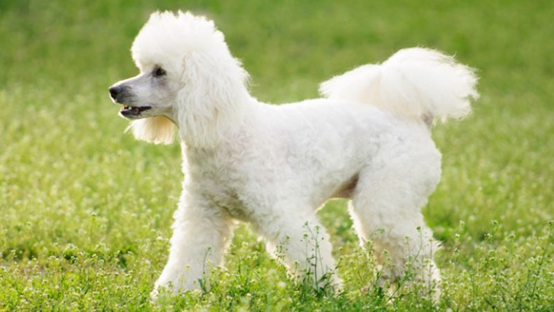 chó poodle khi lớn