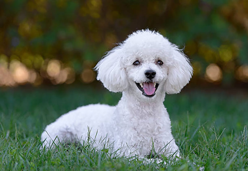 chó poodle khi lớn