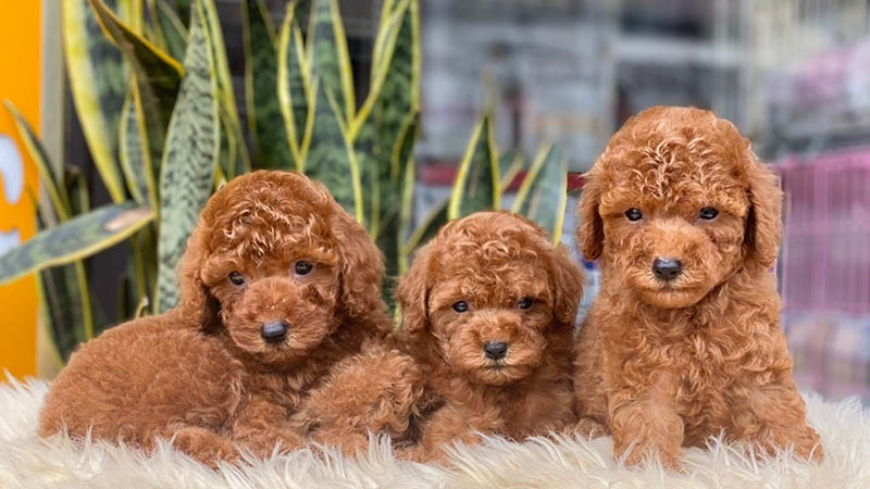 chó poodle khi nào phối giống được