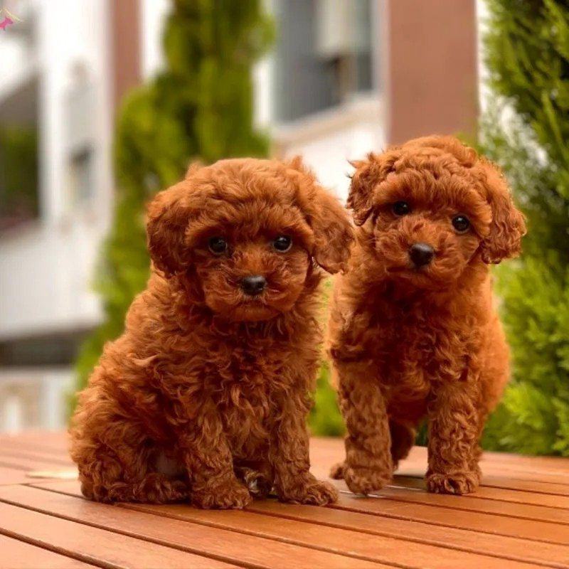 chó poodle khi nào phối giống được