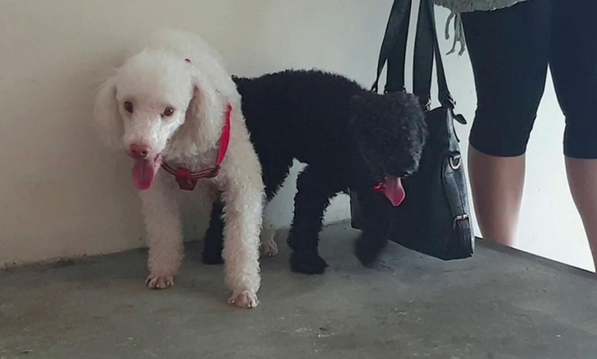 chó poodle khi nào phối giống được