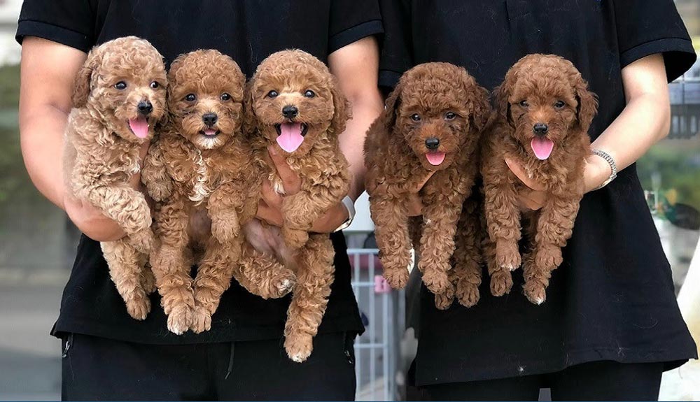 chó poodle khi nào phối giống được