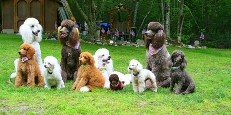 chó poodle khi nào phối giống được