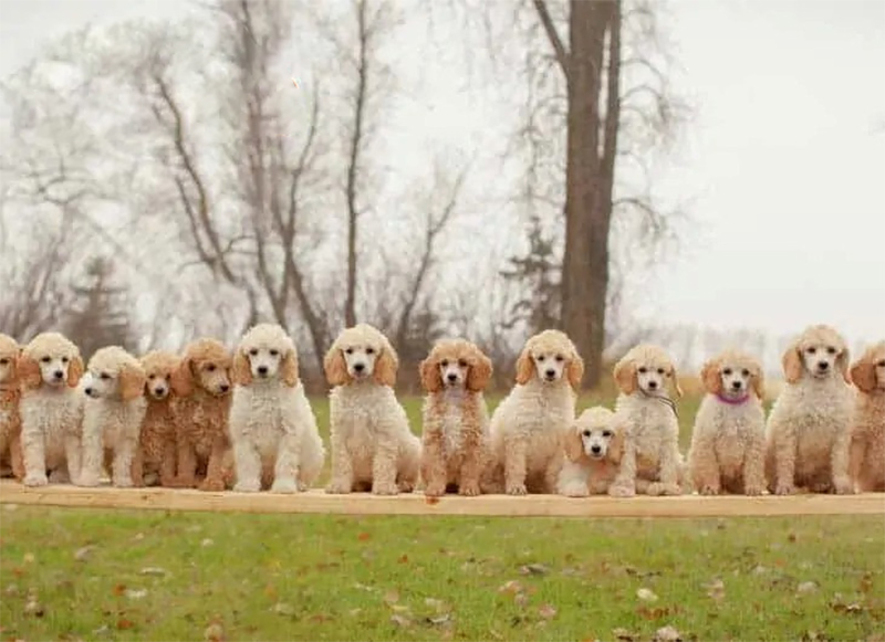 chó poodle khi nào phối giống được