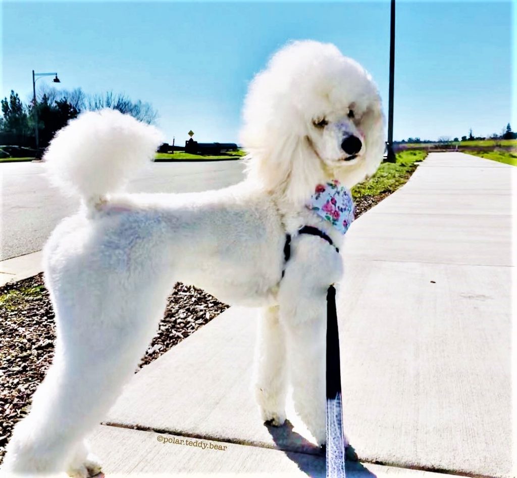 chó poodle lớn