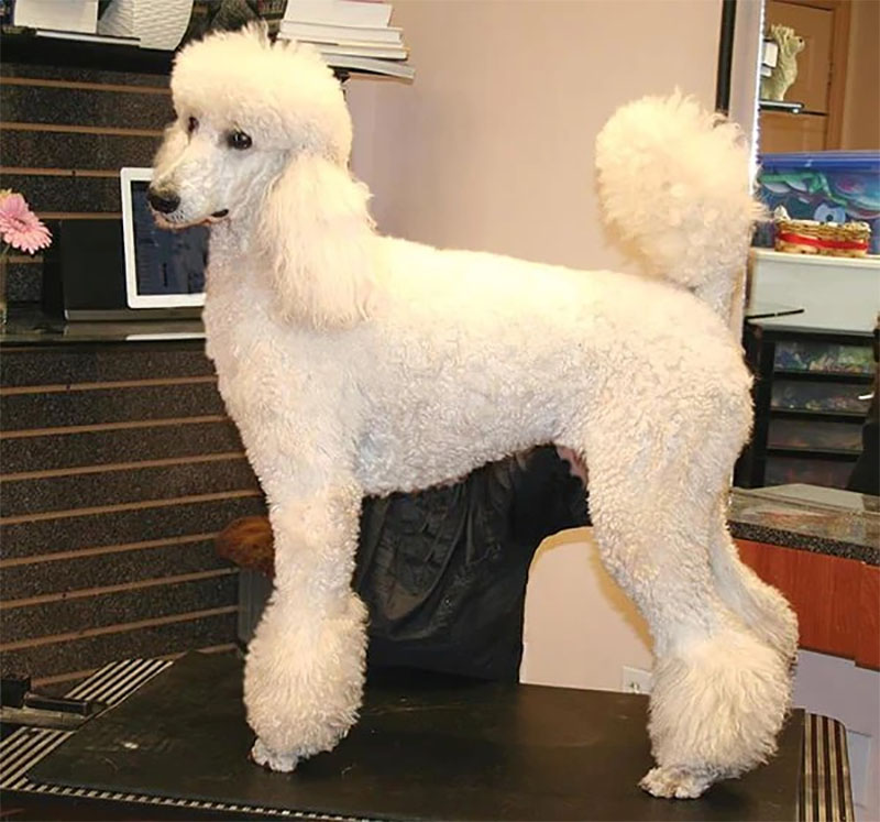 chó poodle lớn nhất thế giới