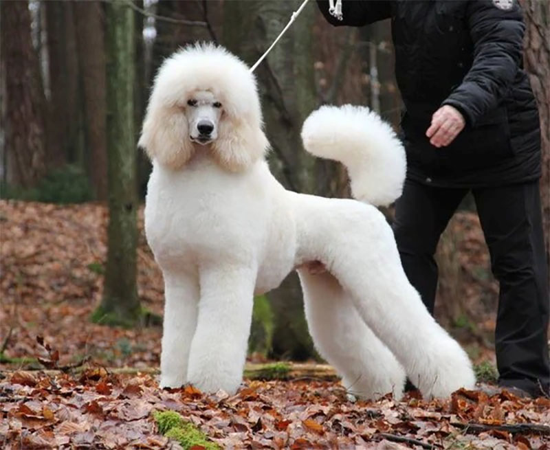 chó poodle lớn nhất thế giới