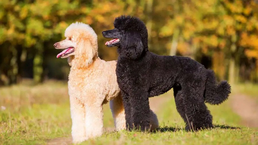 chó poodle lớn nhất thế giới