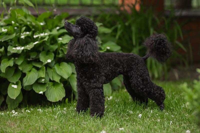 chó poodle lớn nhất thế giới