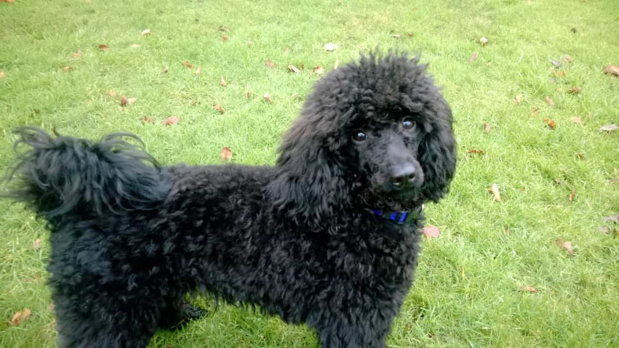 Chó Poodle màu đen ngơ ngác