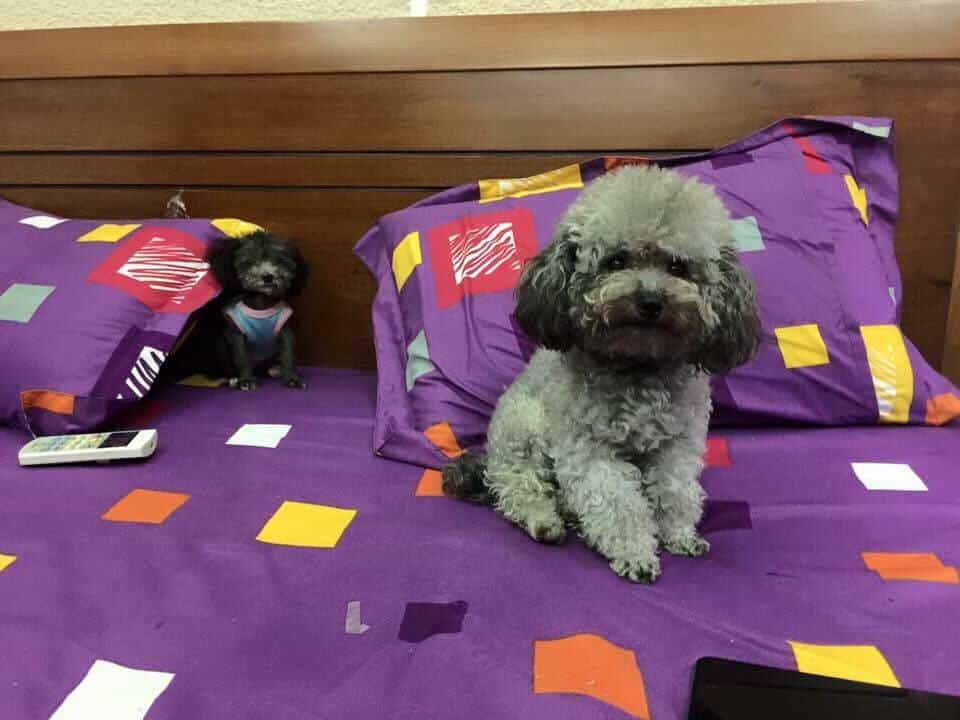 Chó Poodle lông đen giá thường thấp nhất