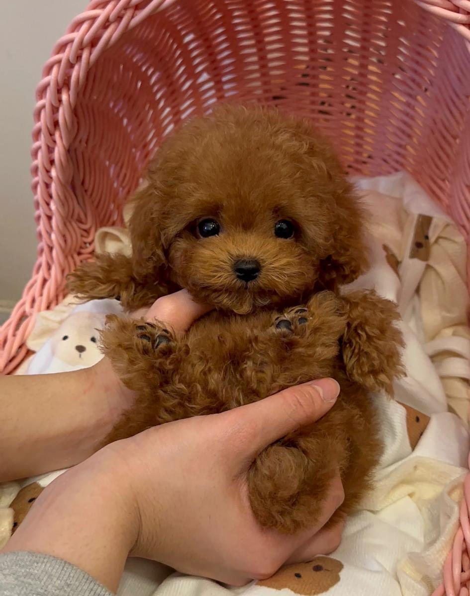 chó poodle micro teacup