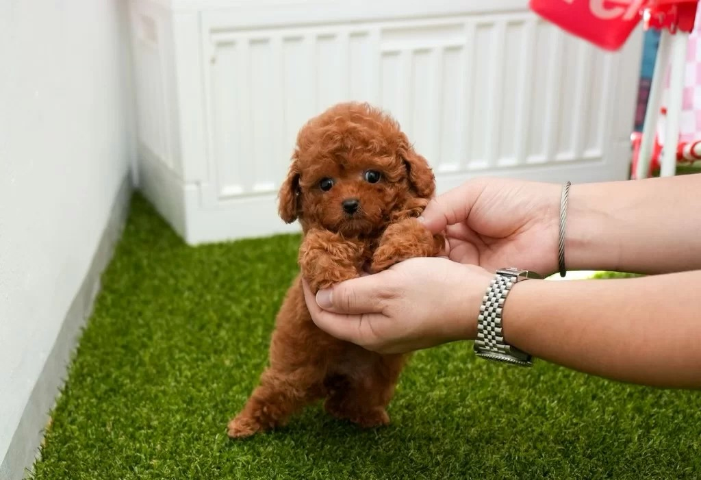 chó poodle micro teacup