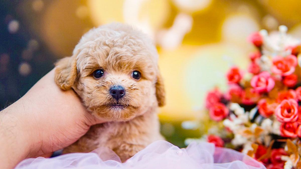 chó poodle micro teacup