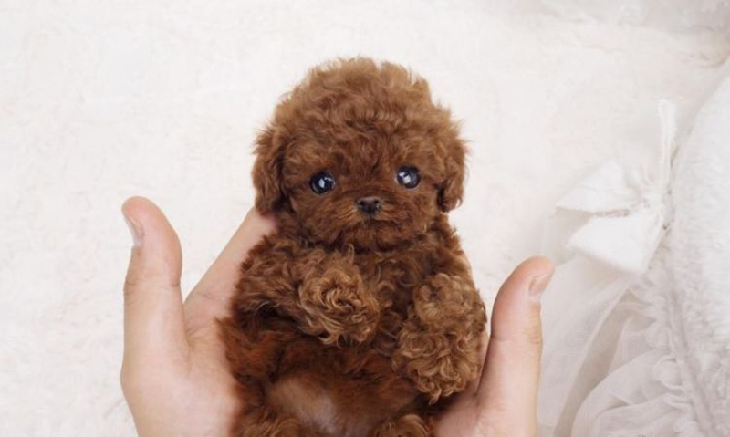 chó poodle micro teacup