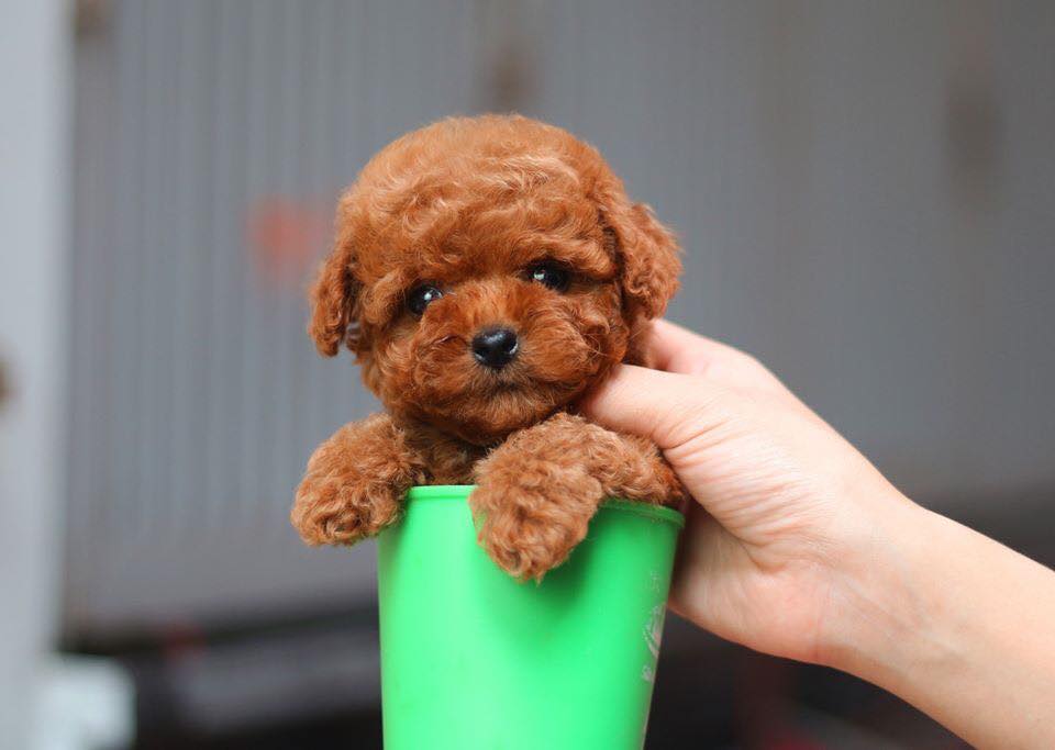 chó poodle micro teacup