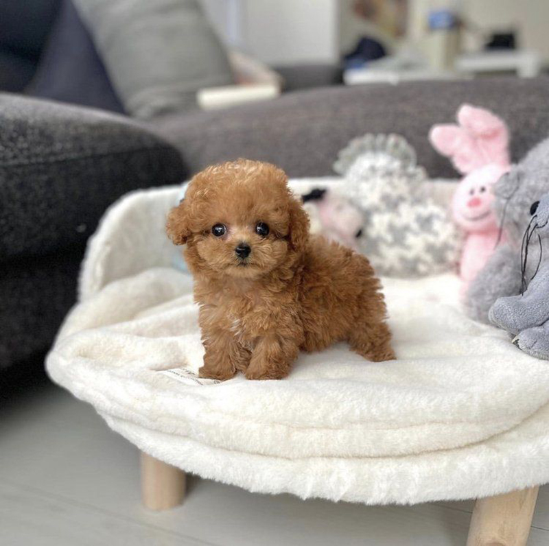 chó poodle micro teacup