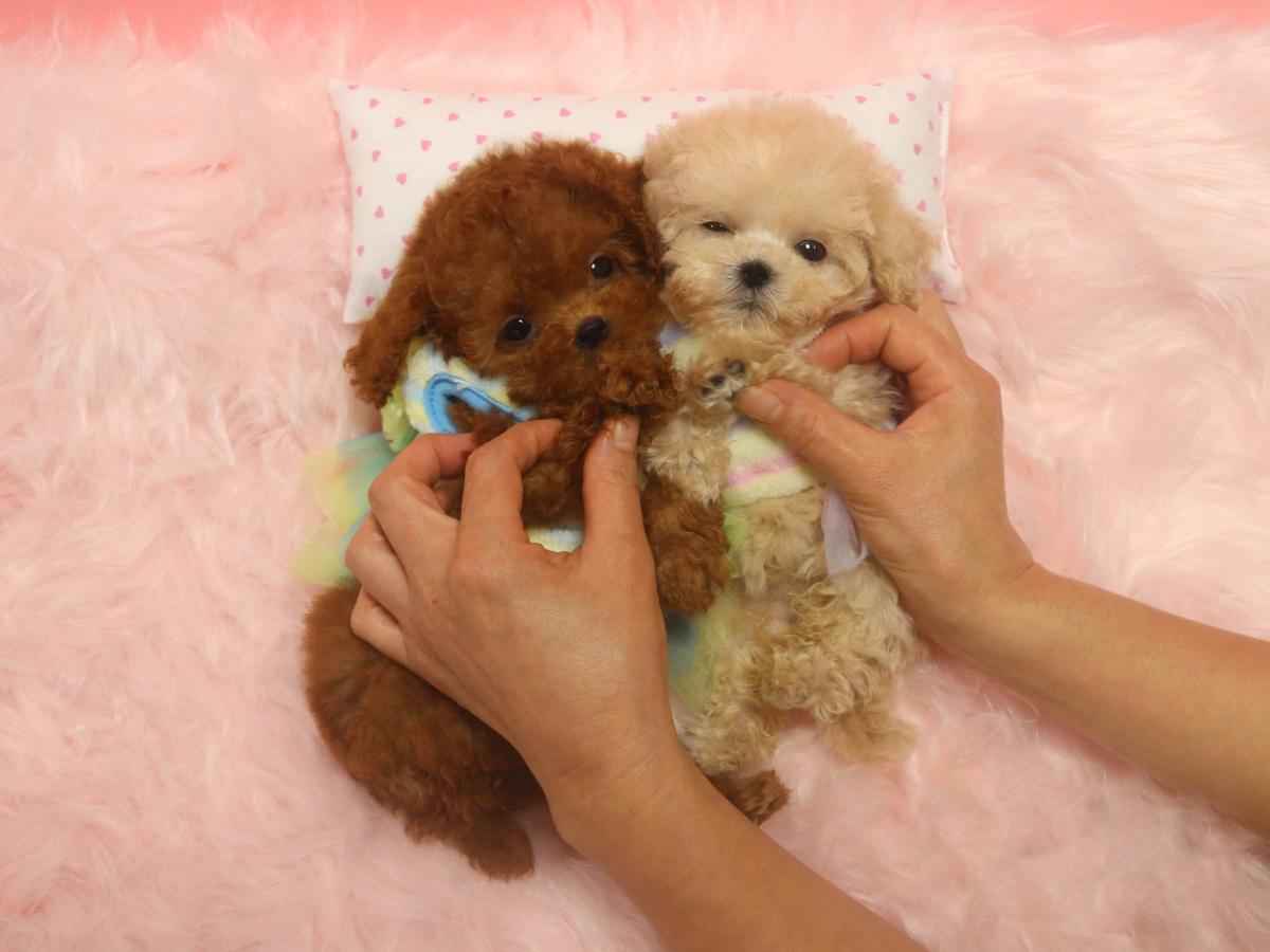 chó poodle micro teacup